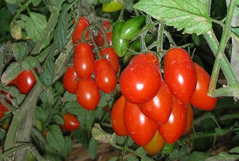 Tomato - DAFFININI - Cherry - 20 Seeds
