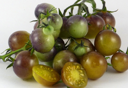 Tomato - Amethyst Cream - Cherry - 20 Seeds