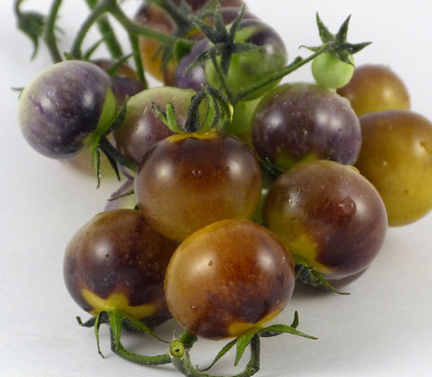 Tomato - Amethyst Cream - Cherry - 20 Seeds