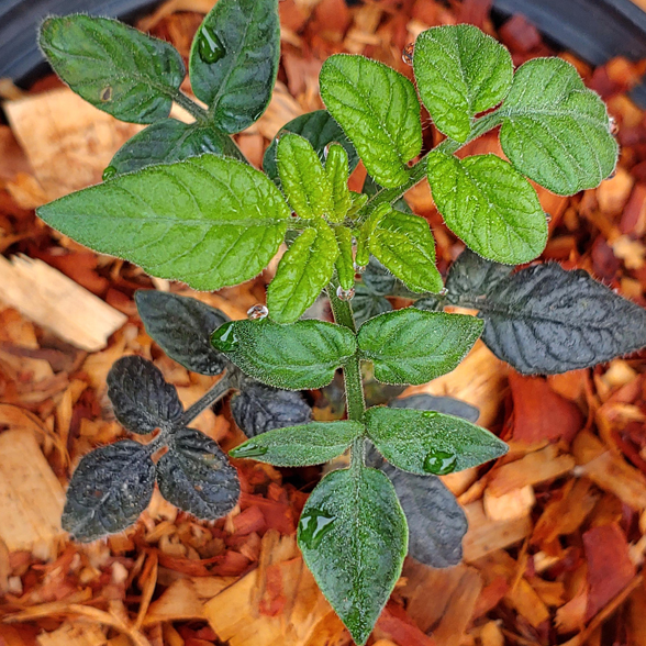Tomato - Blaue Zimmertomate - Cherry - 20 Seeds