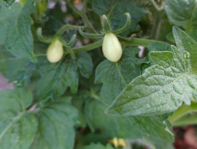 Tomato - Bunny Kisses - Cherry - 20 Seeds