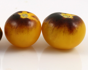 Tomato - Bunny Blues - Cherry - 20 Seeds