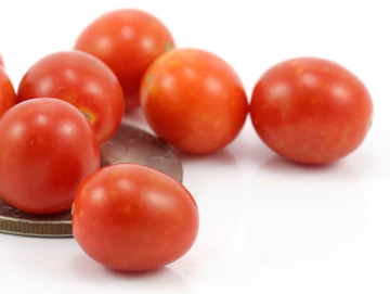 Tomato - Candyland - Cherry - 20 Seeds