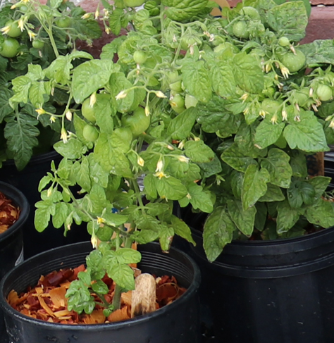 Tomato - Chibikko - Cherry - 20 Seeds