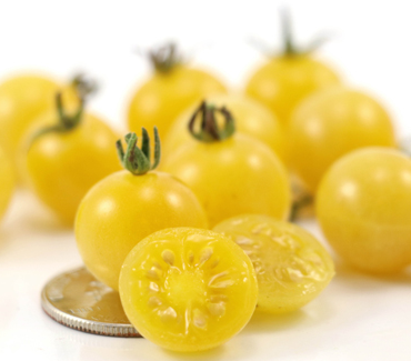 Tomato - Coyote - Cherry - 20 Seeds