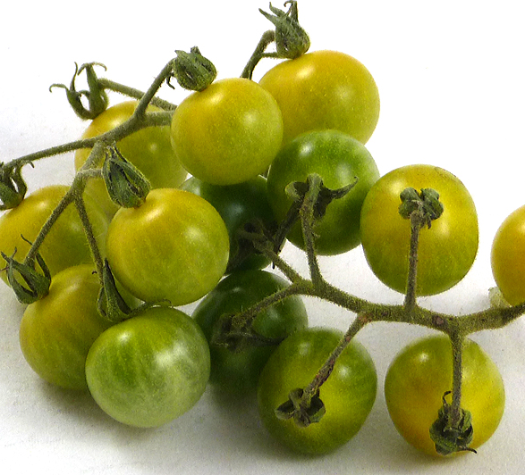 Tomato - Coyote - Cherry - 20 Seeds