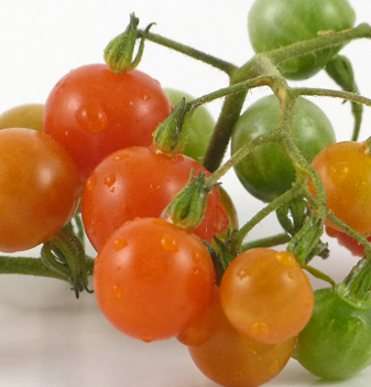 Tomato - Cuatomate - Cherry - 20 Seeds