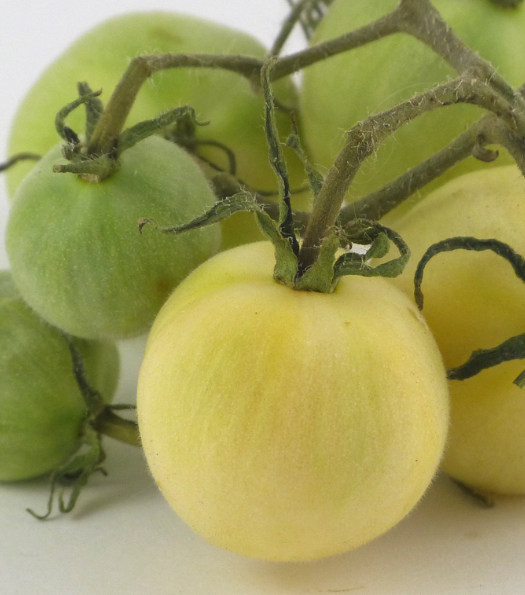 Tomato - Ghost Cherry - Cherry - 20 Seeds