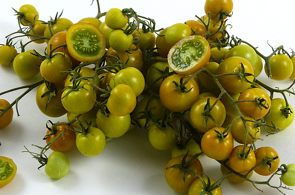 Tomato - Gobstopper - Cherry - 20 Seeds