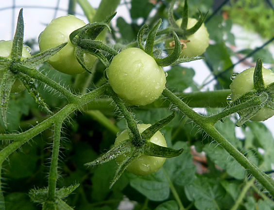 Tomato - Gobstopper - Cherry - 20 Seeds