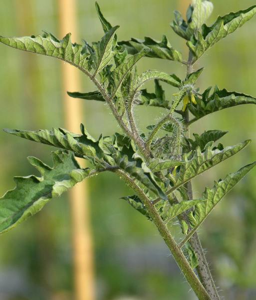 Tomato - Helsing Junction Blue - Cherry - 20 Seeds