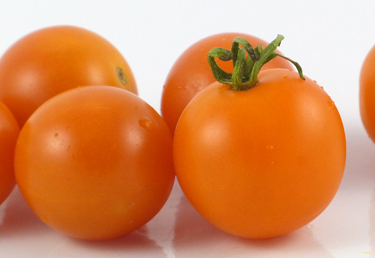 Tomato - Santiam Sunrise - Cherry - 20 Seeds