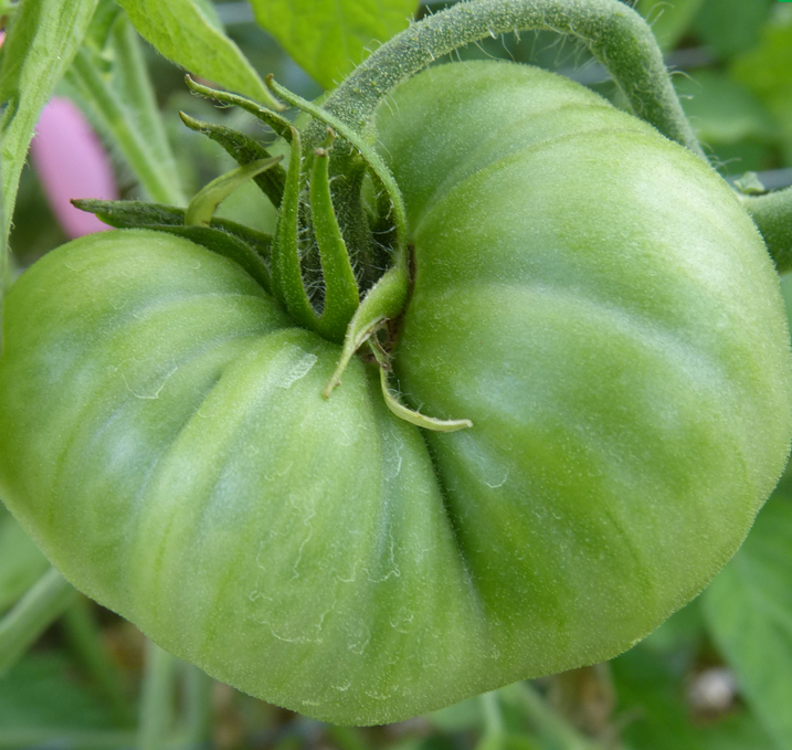 Tomato - Aunt Cecil’s Green - Beefsteak / Oblate - 20 Seeds