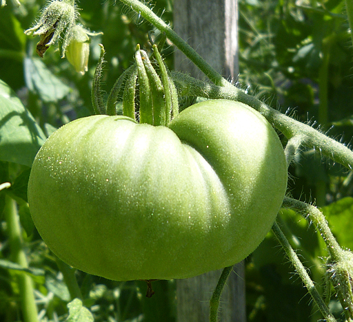 Tomato - Aunt Cecil’s Green - Beefsteak / Oblate - 20 Seeds