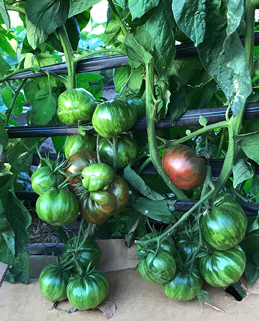 Tomato - Dusky Maiden - Beefsteak / Oblate - 20 Seeds