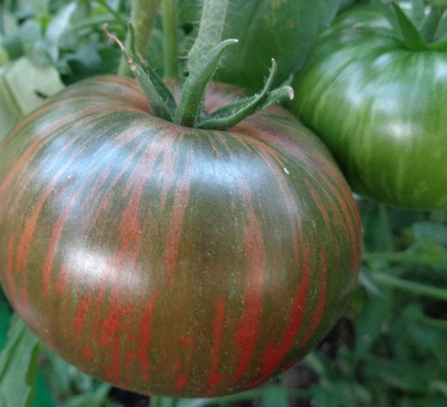 Tomato - Spectrum’s Surpriz - Beefsteak / Oblate - 20 Seeds