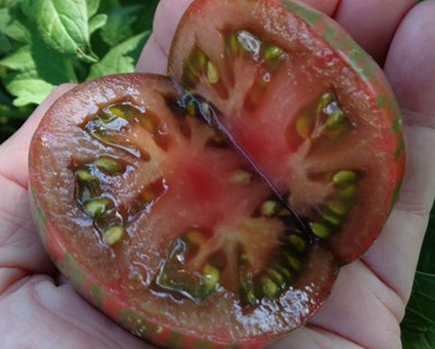 Tomato - Spectrum’s Surpriz - Beefsteak / Oblate - 20 Seeds