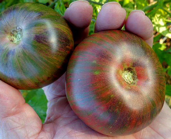 Tomato - Spectrum’s Surpriz - Beefsteak / Oblate - 20 Seeds