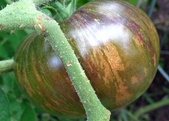 Tomato - Spectrum’s Surpriz - Beefsteak / Oblate - 20 Seeds