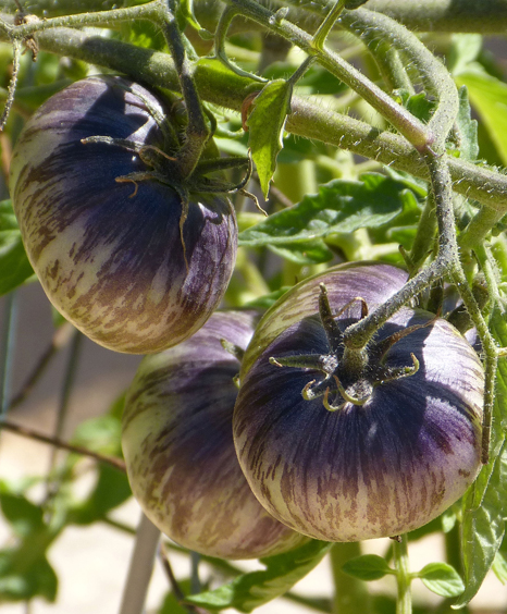 Tomato - Xanadu Green Goddess - Beefsteak / Oblate - 20 Seeds