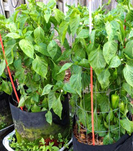 Pepper - Chocolate Snacker - Sweet - 50 seeds