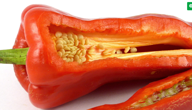 Pepper - Elephant’s Ear - Sweet - 50 seeds