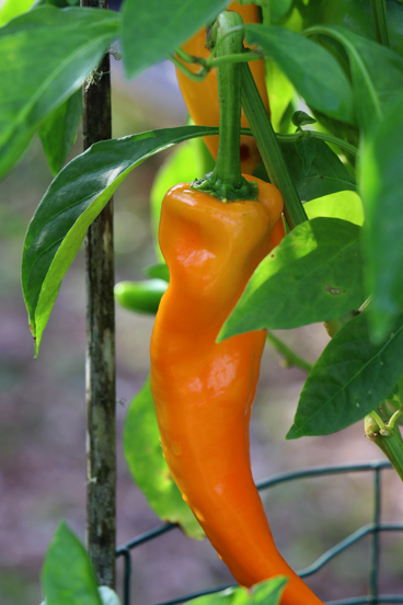 Pepper - Gatherer’s Gold Sweet Italian - Sweet - 50 seeds