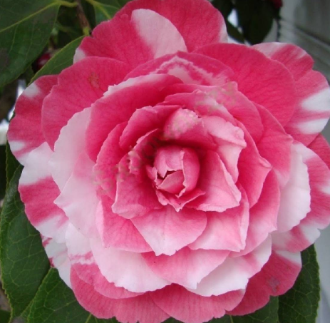 Begonia Two-color Camelia 1 Bulb