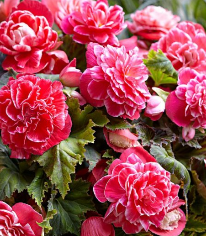 Begonia Two-color Camelia 1 Bulb