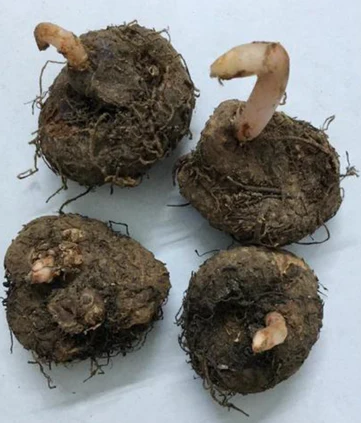 Begonia Splendide Ice Maiden 1 Bulb