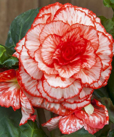 Begonia Two-Color Marmorata 1 Bulb