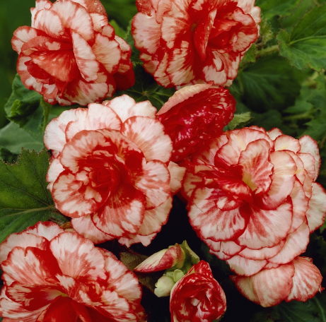 Begonia Two-Color Marmorata 1 Bulb