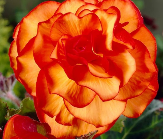 Begonia Two-color Picotee 1 Bulb