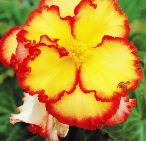 Begonia Two-color Crispa Marginata Yellow 1 Bulb