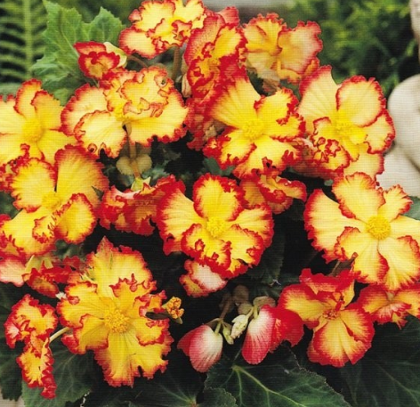 Begonia Two-color Crispa Marginata Yellow 1 Bulb