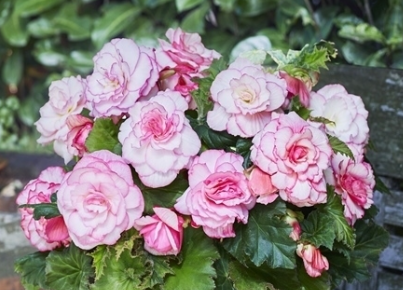 Begonia Two-color Picotee White 1 Bulb