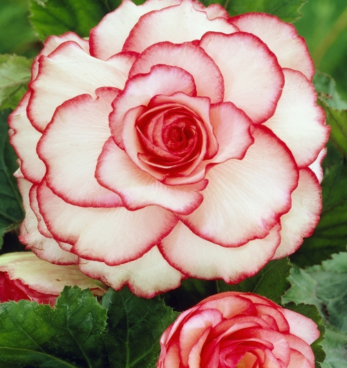 Begonia Two-color Picotee White 1 Bulb