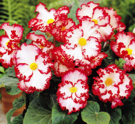 Begonia Two-color Crispa Marginata White 1 Bulb