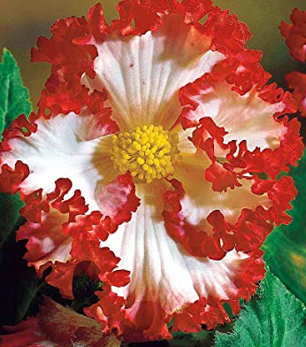 Begonia Two-color Crispa Marginata White 1 Bulb