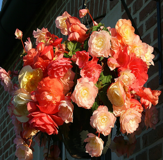 Begonia Bicolor Aromantics Hanging And Upright 1 Bulb