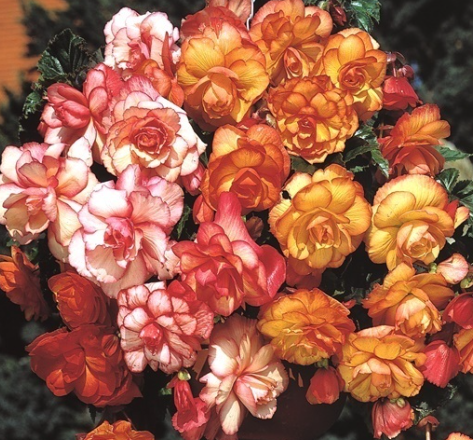 Begonia Two-Color Hanging Sensation Picotee 1 Bulb