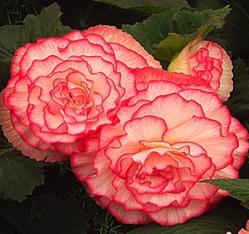 Begonia Two-Color Prima Donna Blush 1 Bulb