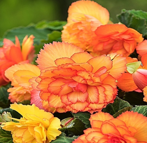 Begonia Two-Color Prima Donna Sunburst 1 Bulb
