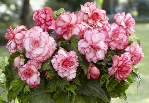 Begonia Two-color Rosebud 1 Bulb