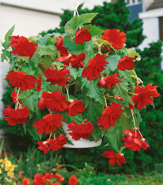 Red Hanging Begonia 1 Bulb