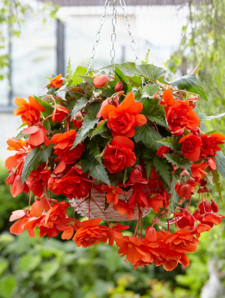 Begonia Hanging Orange 1 Bulb