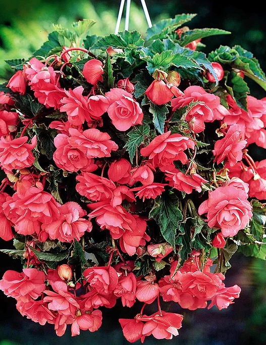 Hanging Pink Begonia 1 Bulb
