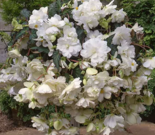 Begonia Hanging White 1 Bulb