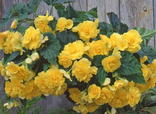 Hanging Begonia Yellow 1 Bulb