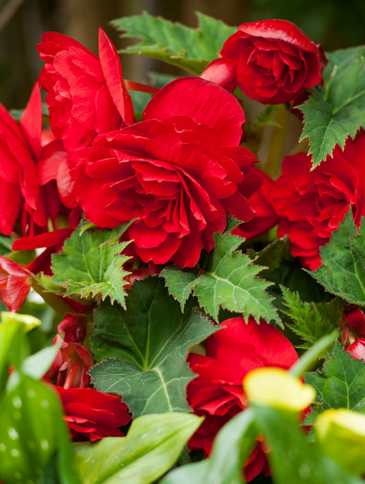 Double Begonia Red 1 Bulb